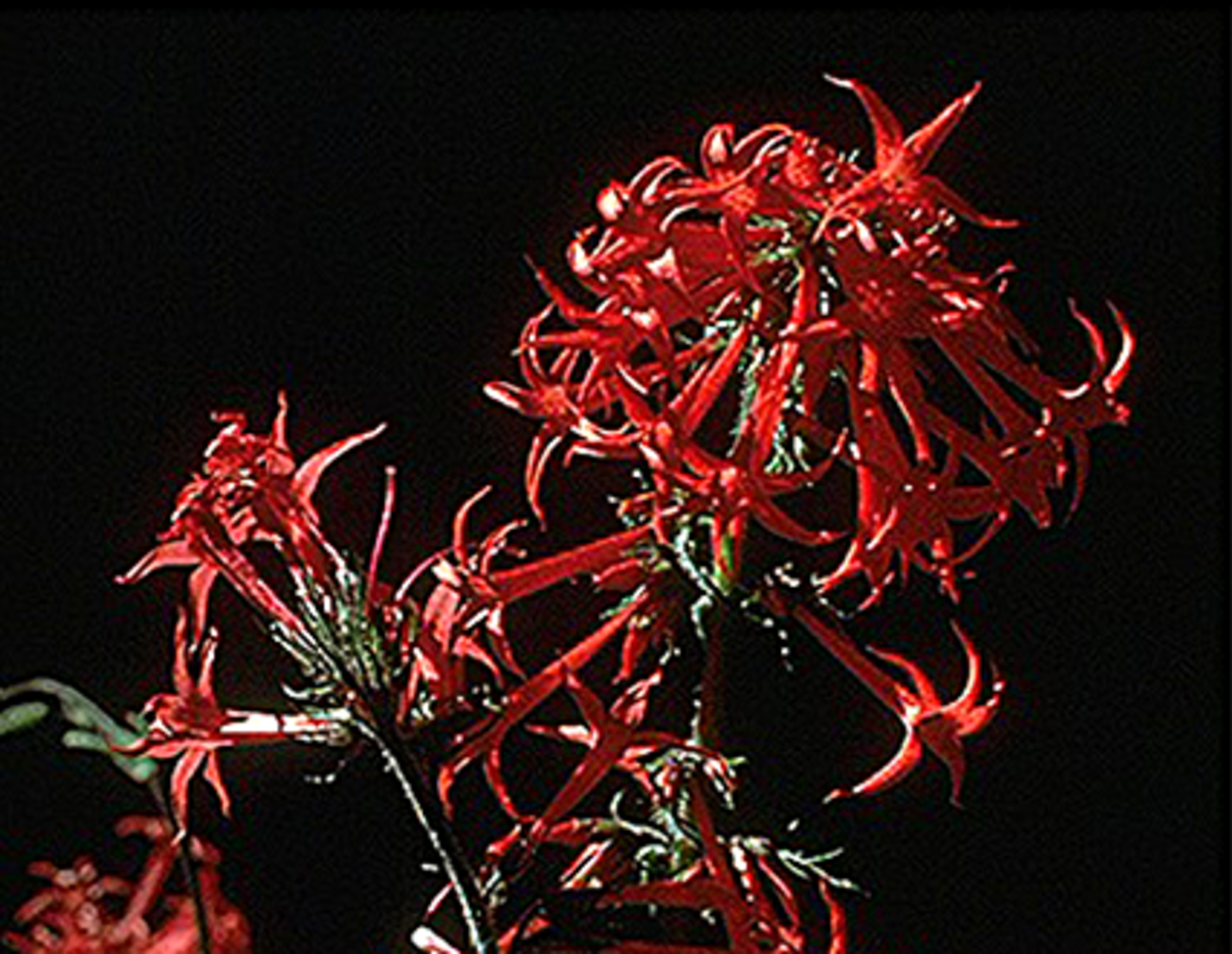 Ipomopsis