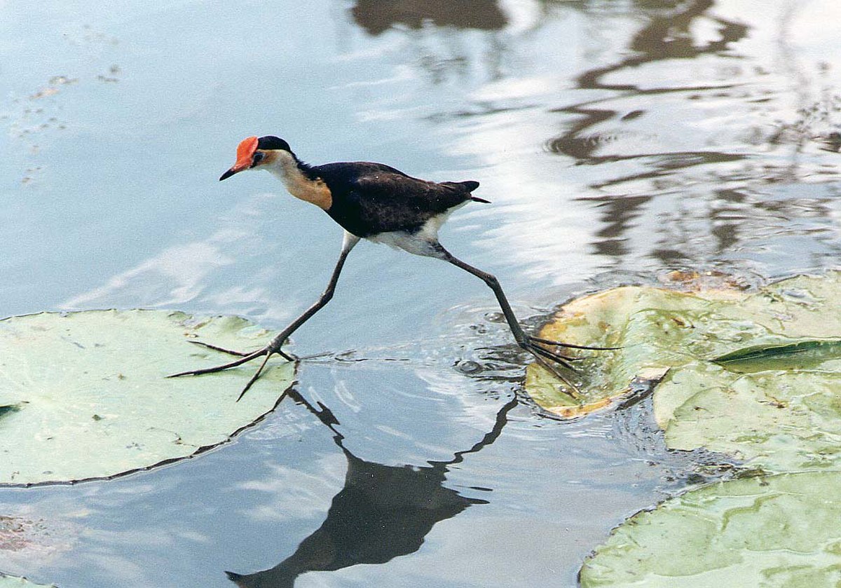 Jacana à crête