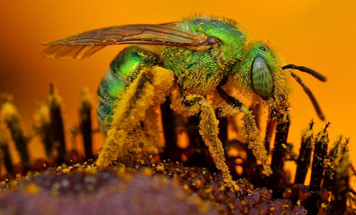 Halictidae
