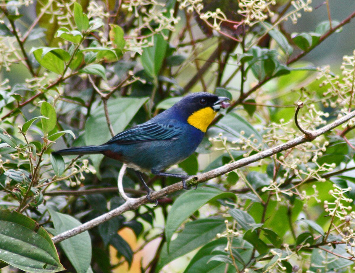 Tangara à cape bleue