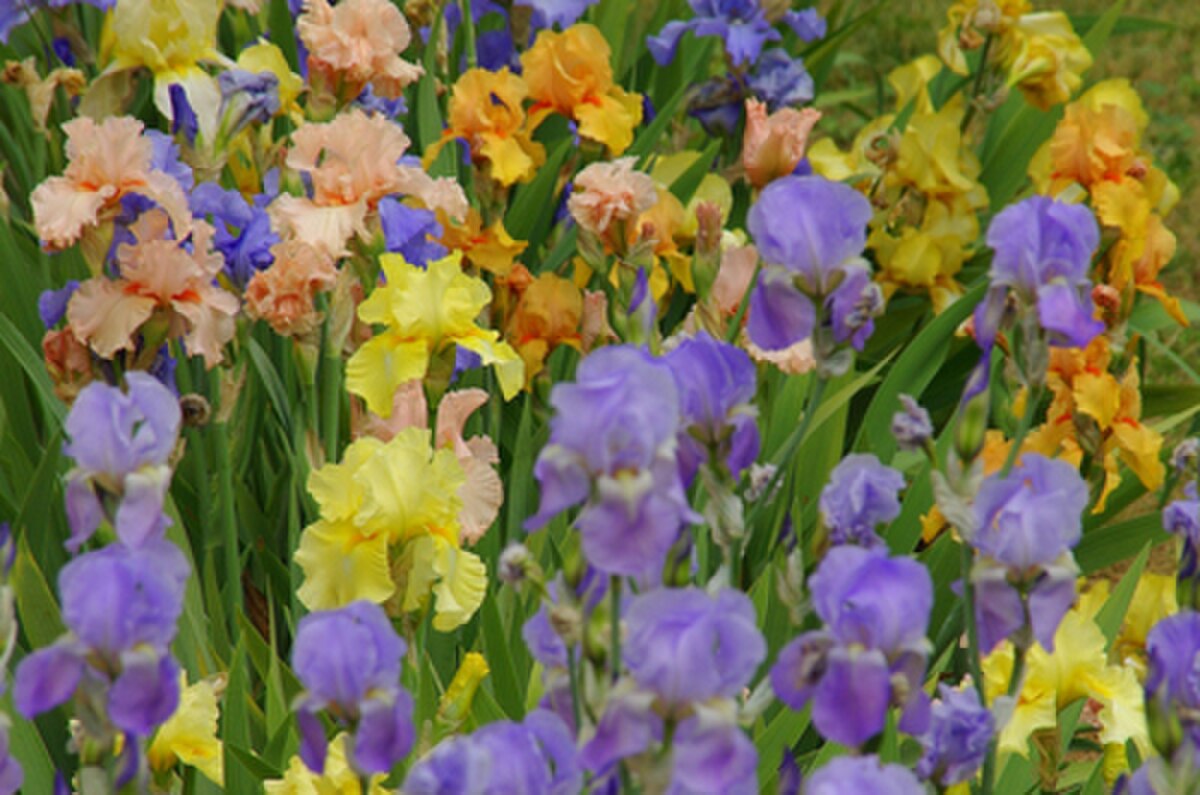 Les iris du Château