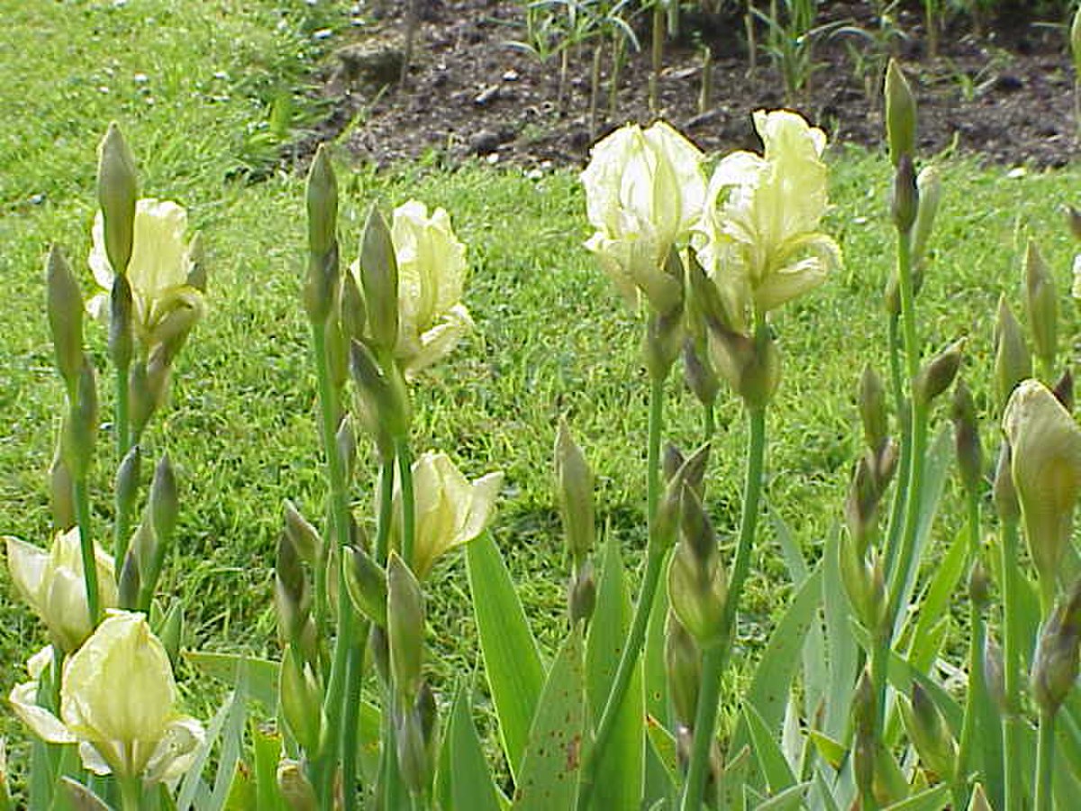 Iridaceae