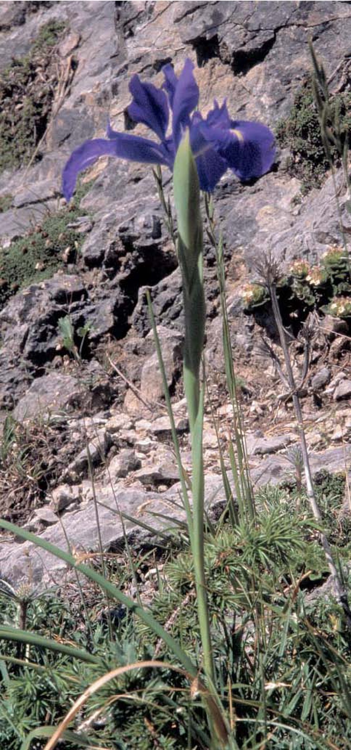 Flore des Pyrénées