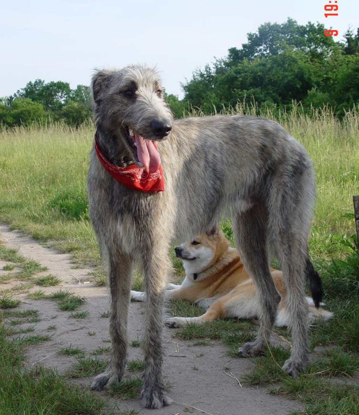 Irischer Wolshund.jpg