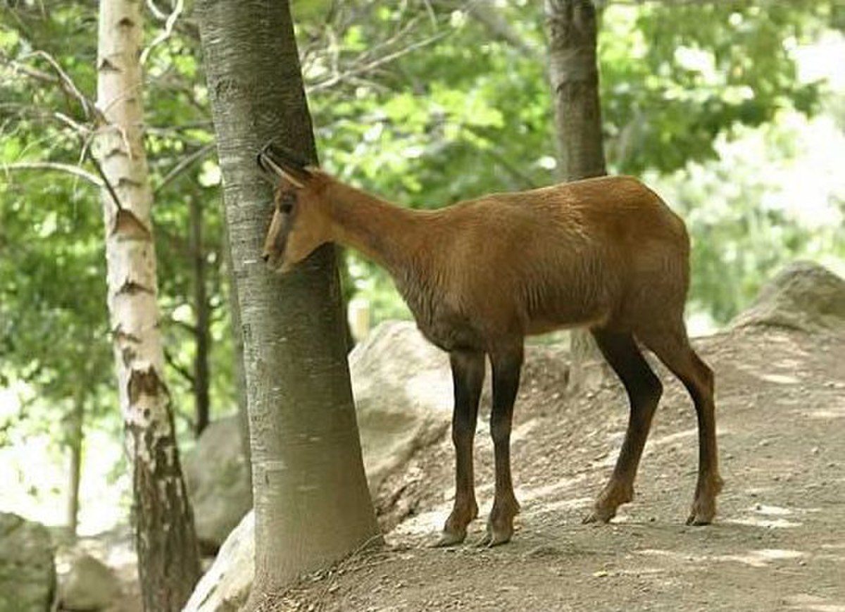 Isard