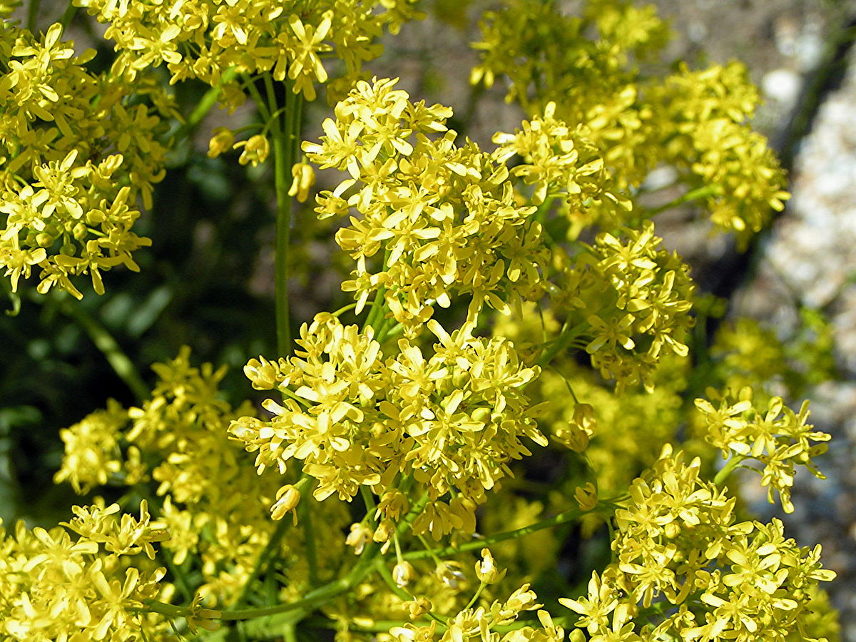 Plante en fleurs