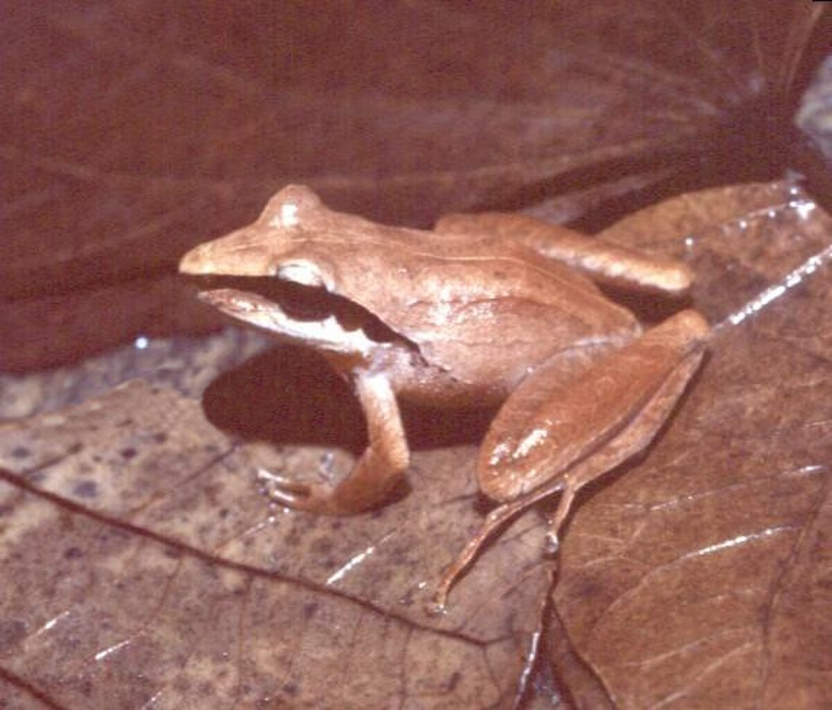 Ischnocnema hoehnei