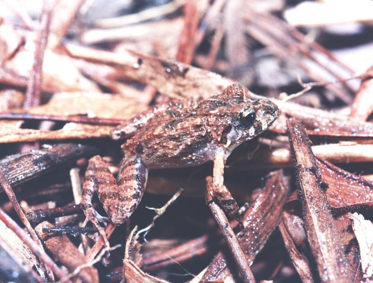 Ischnocnema juipoca