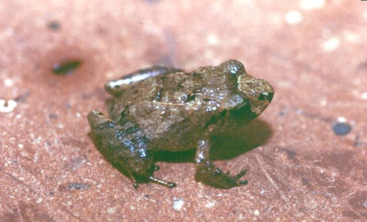 Ischnocnema parva