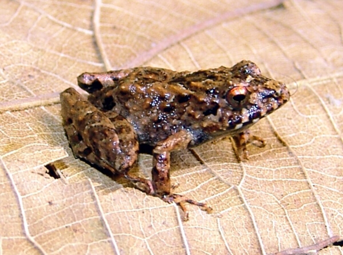 Ischnocnema verrucosa