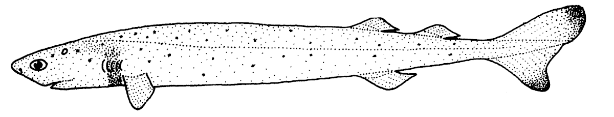Squalelet dentu