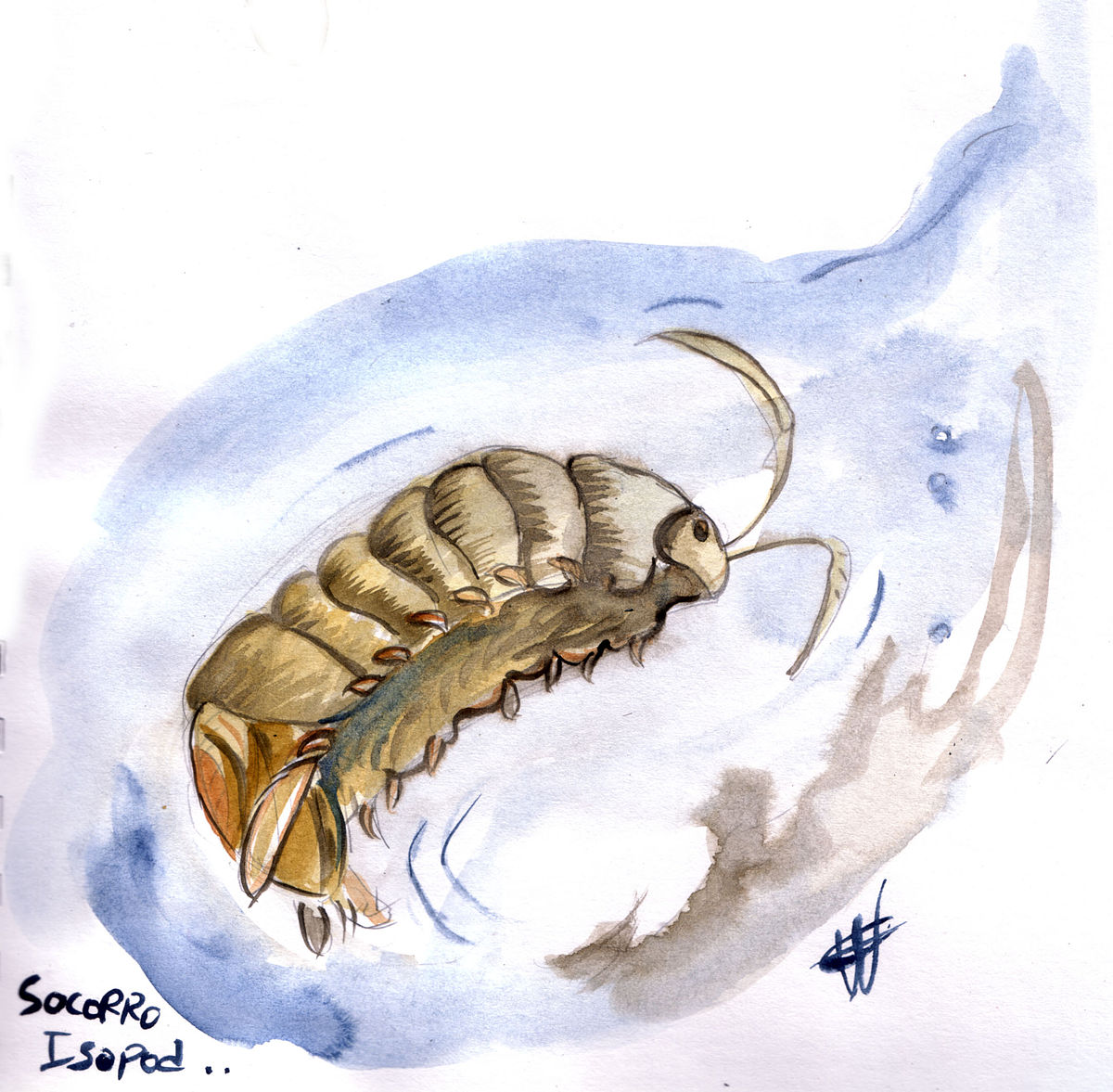 Thermosphaeroma