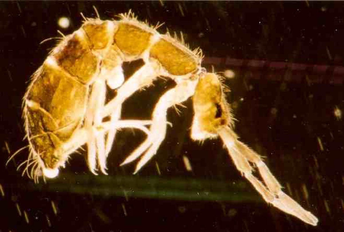 Collembola (classification phylogénétique)