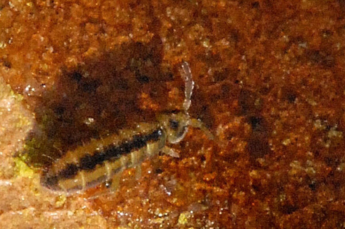 Isotomidae