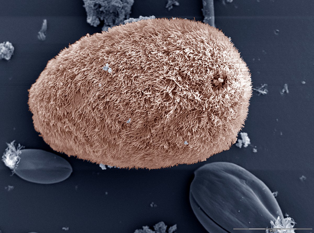 Ciliophora