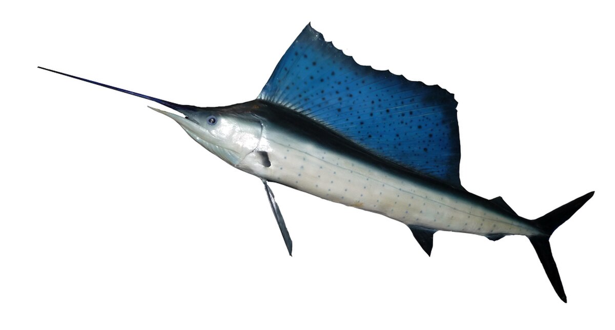 Istiophorus platypterus