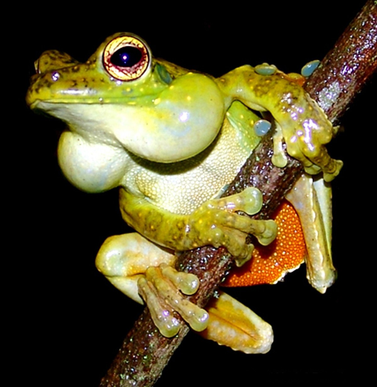 Itapotihyla langsdorffii