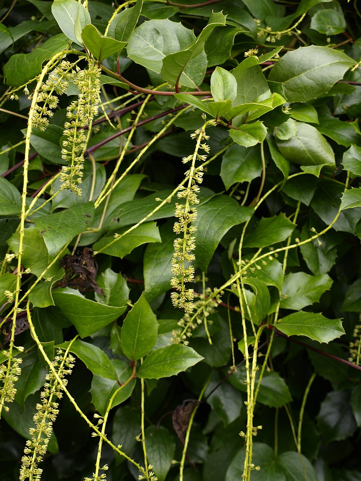 Iteaceae