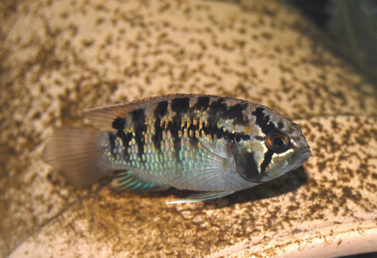 Nannacara