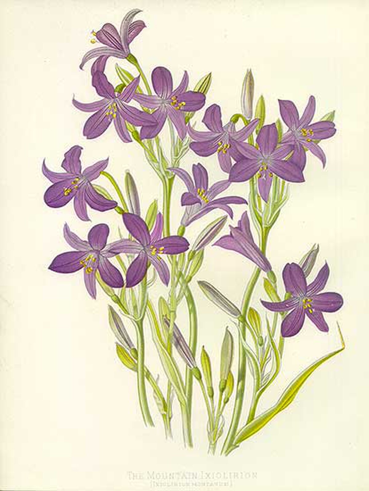 Ixiolirion montanum