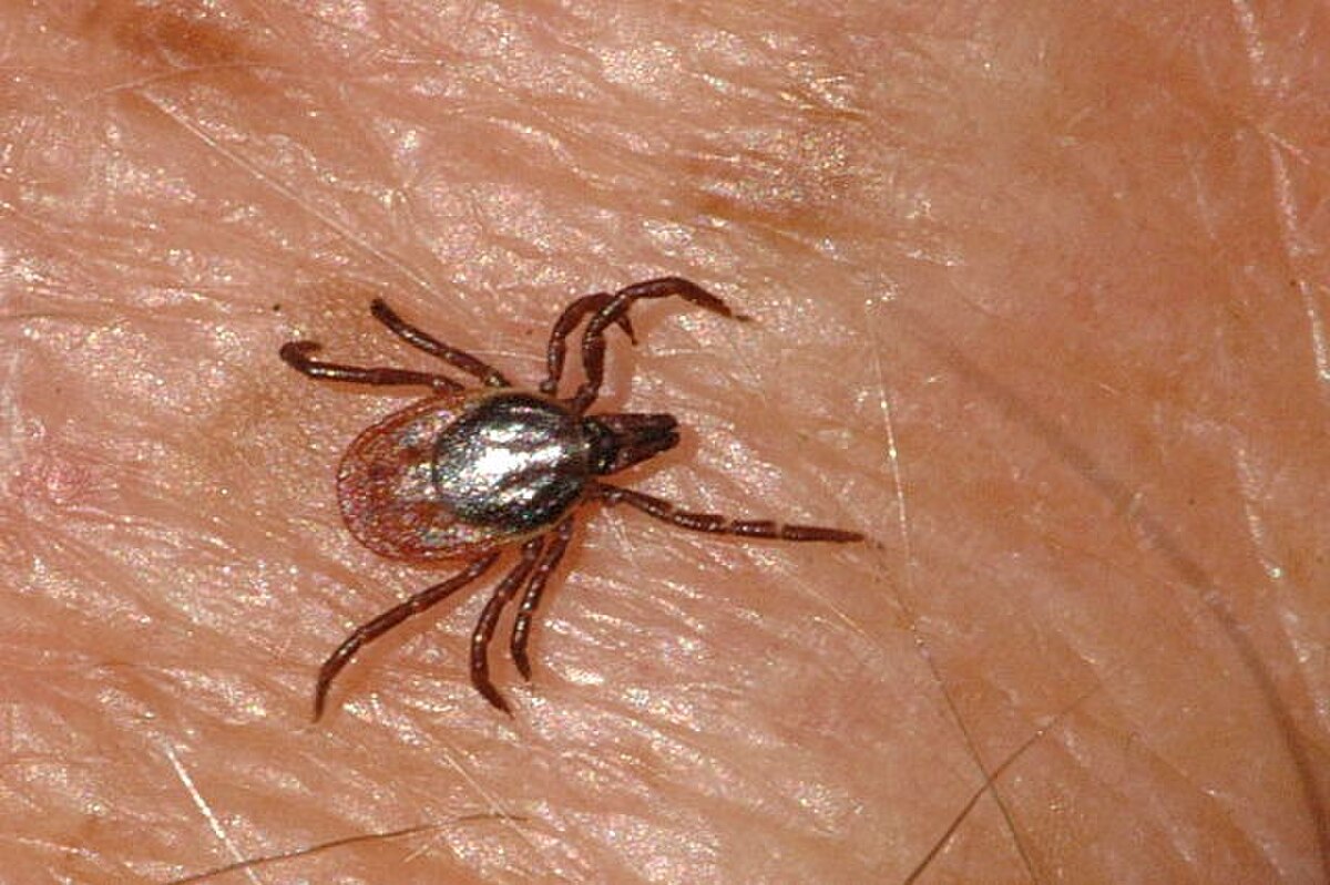 Ixodes