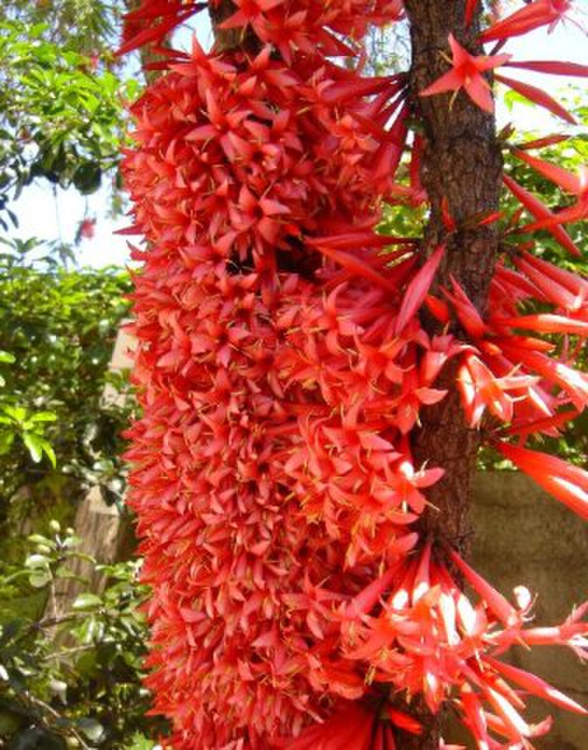 Ixora margaretae