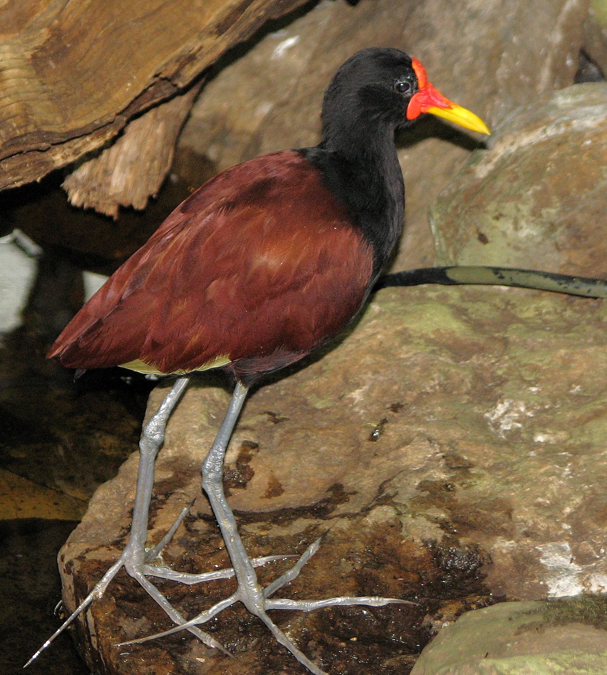 Jacana noir