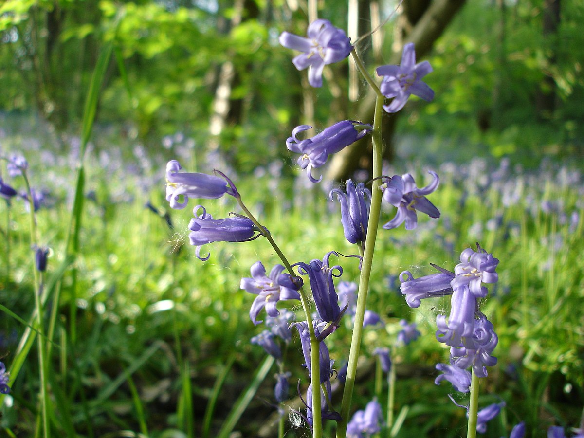 Hyacinthoides