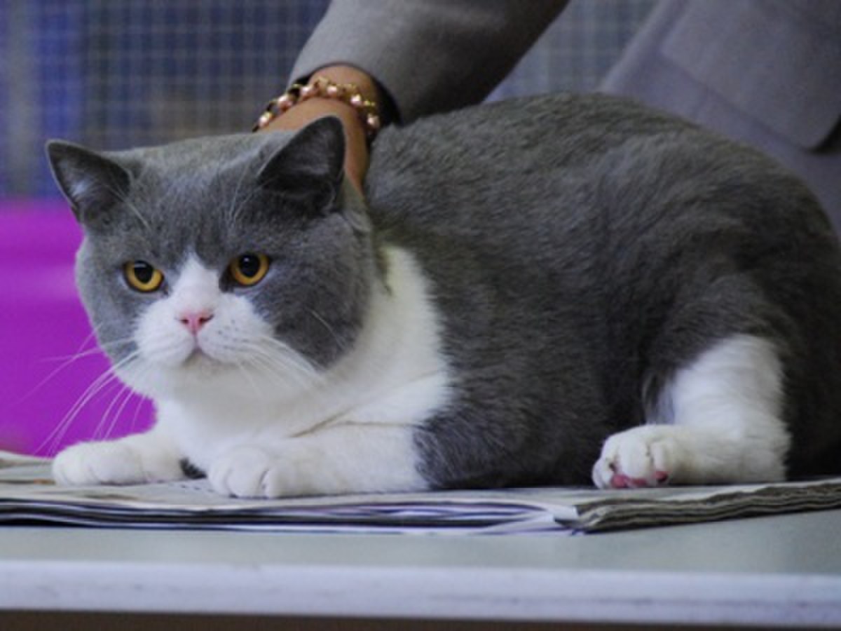 British shorthair