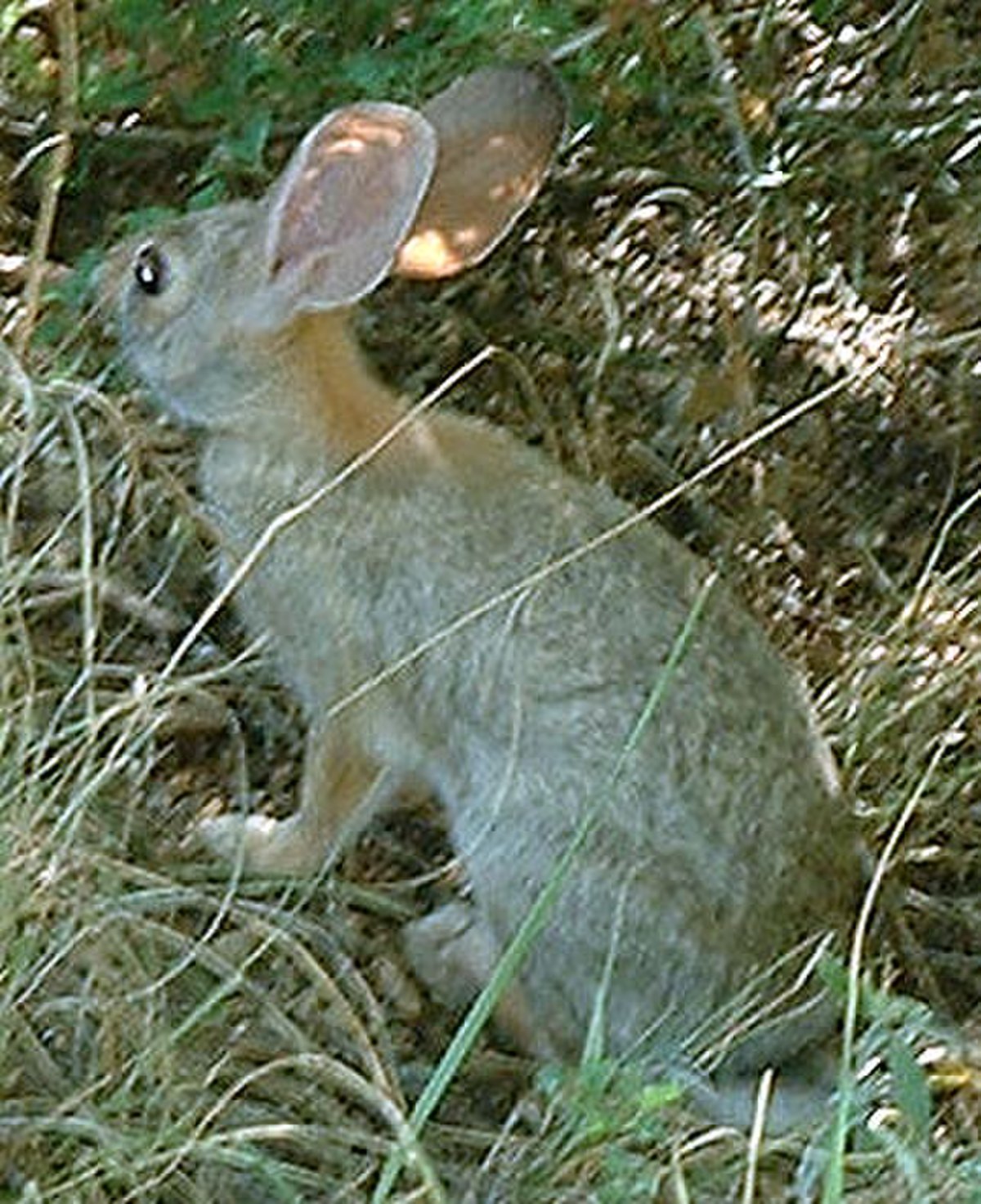 Lagomorpha