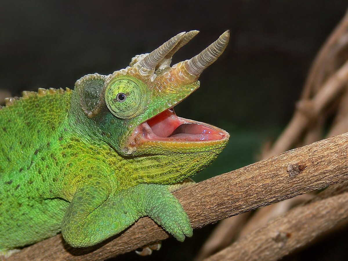Jackson's Chameleon444.jpg