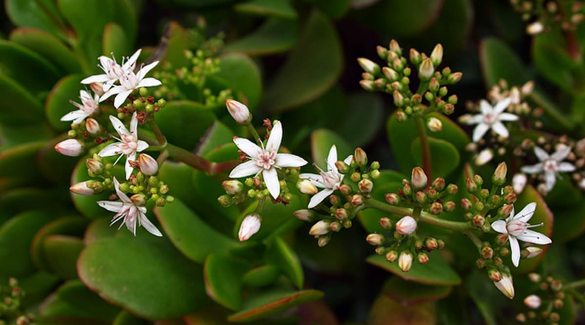 Crassula