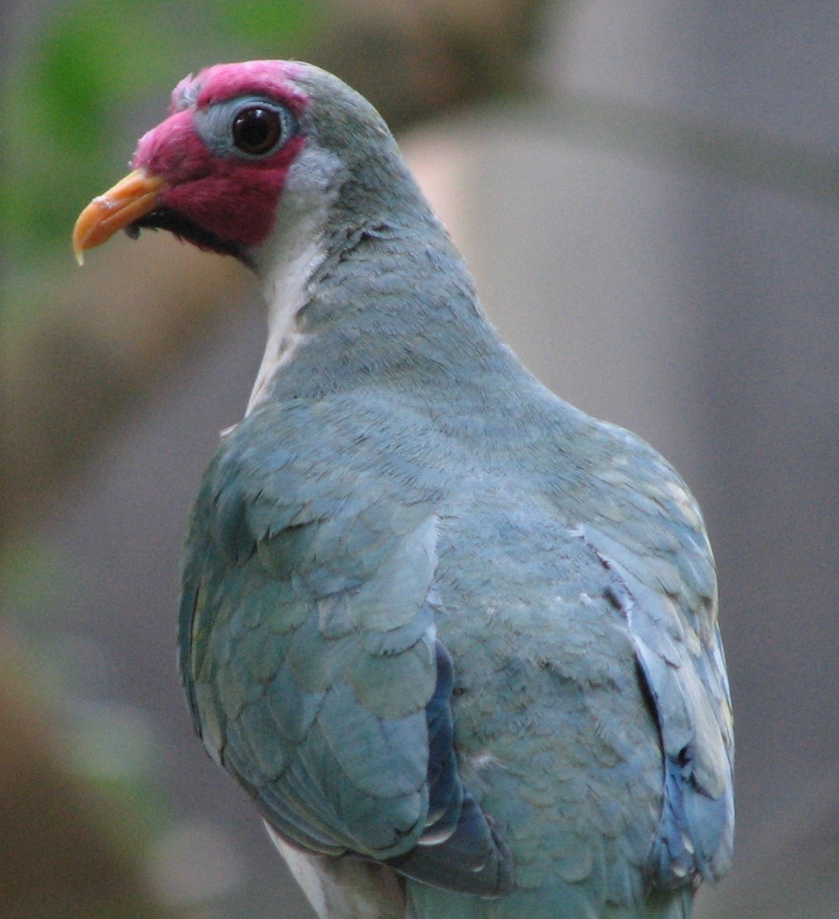 Ptilinopus