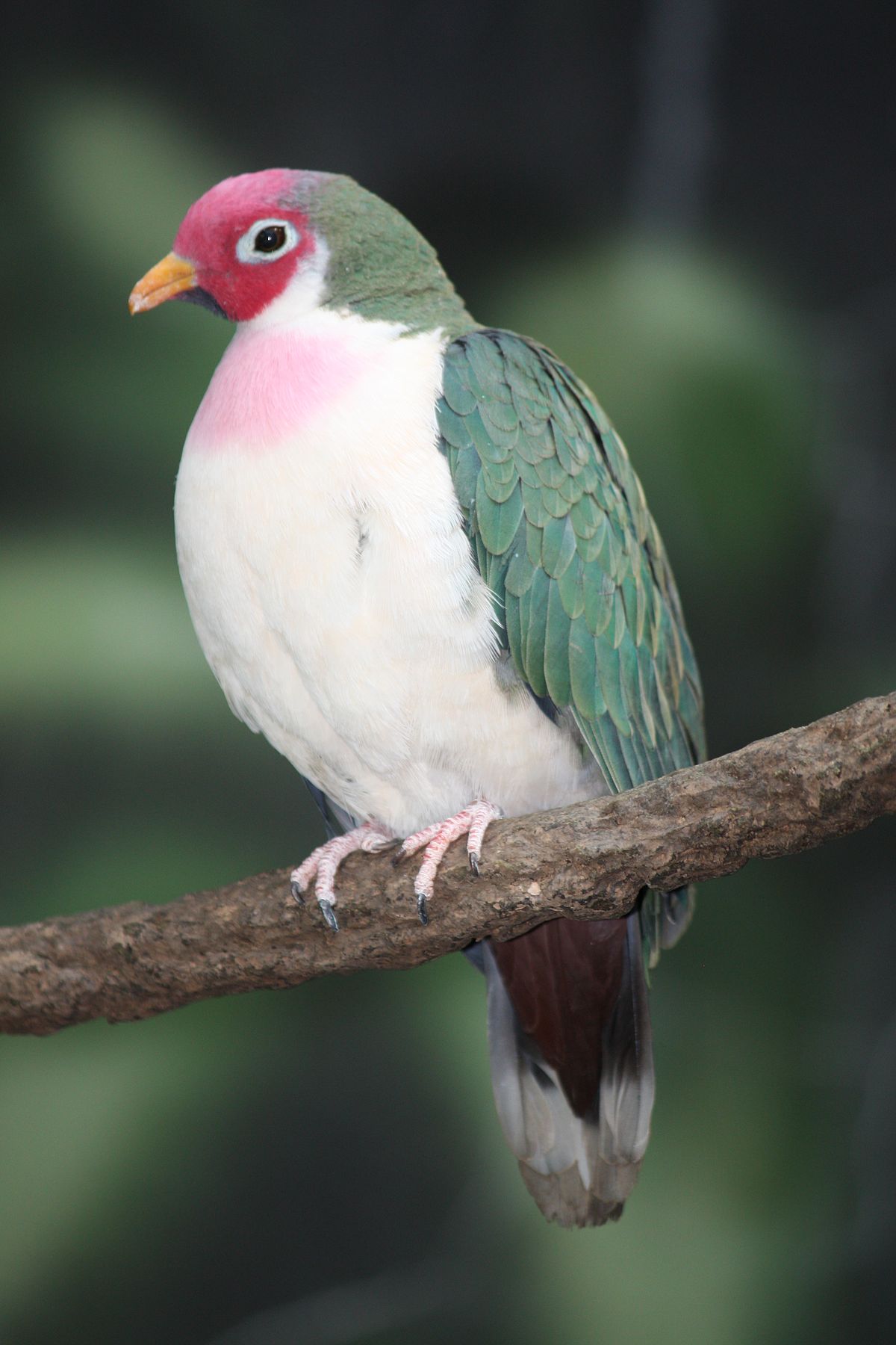 Ptilope jambou