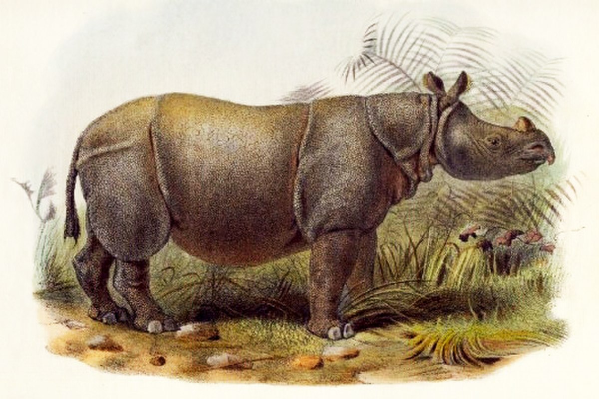 Rhinoceros sondaicus
