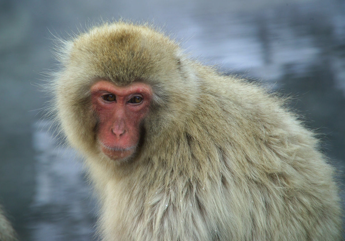 Macaque japonais