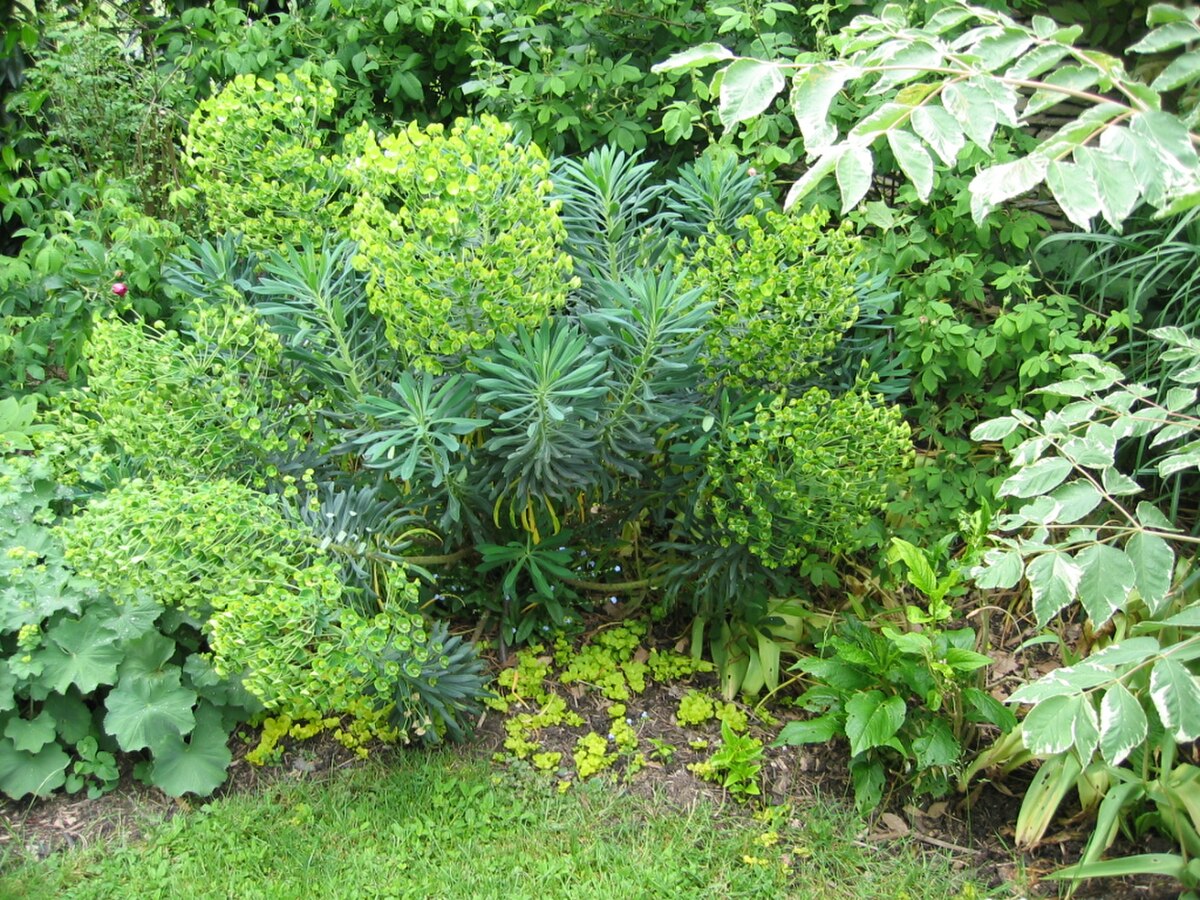 Jardin a la faulx 112.jpg