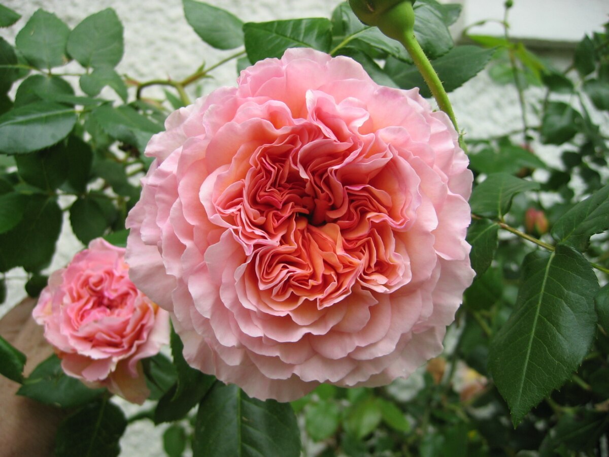 Jardin a la faulx 128.jpg