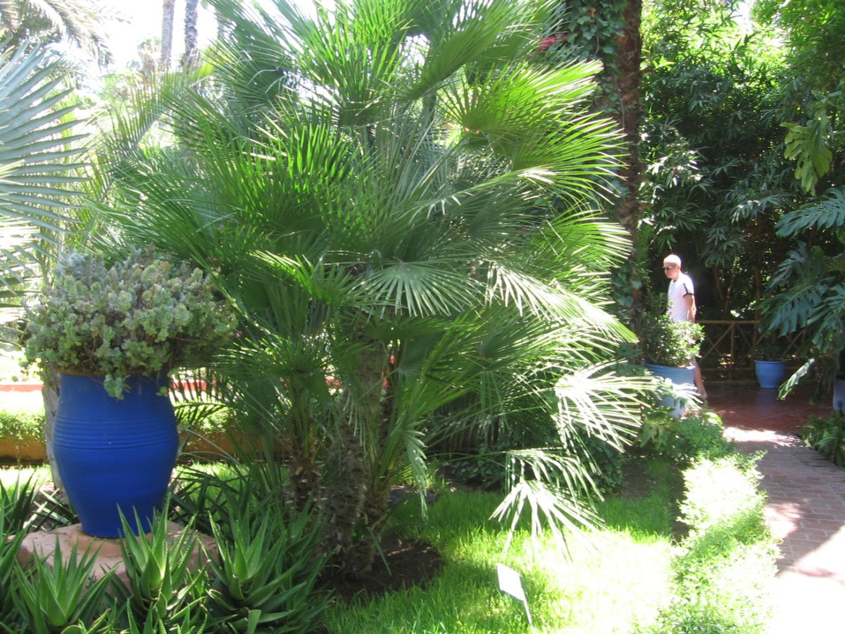 Jardin de majorelle 018.jpg