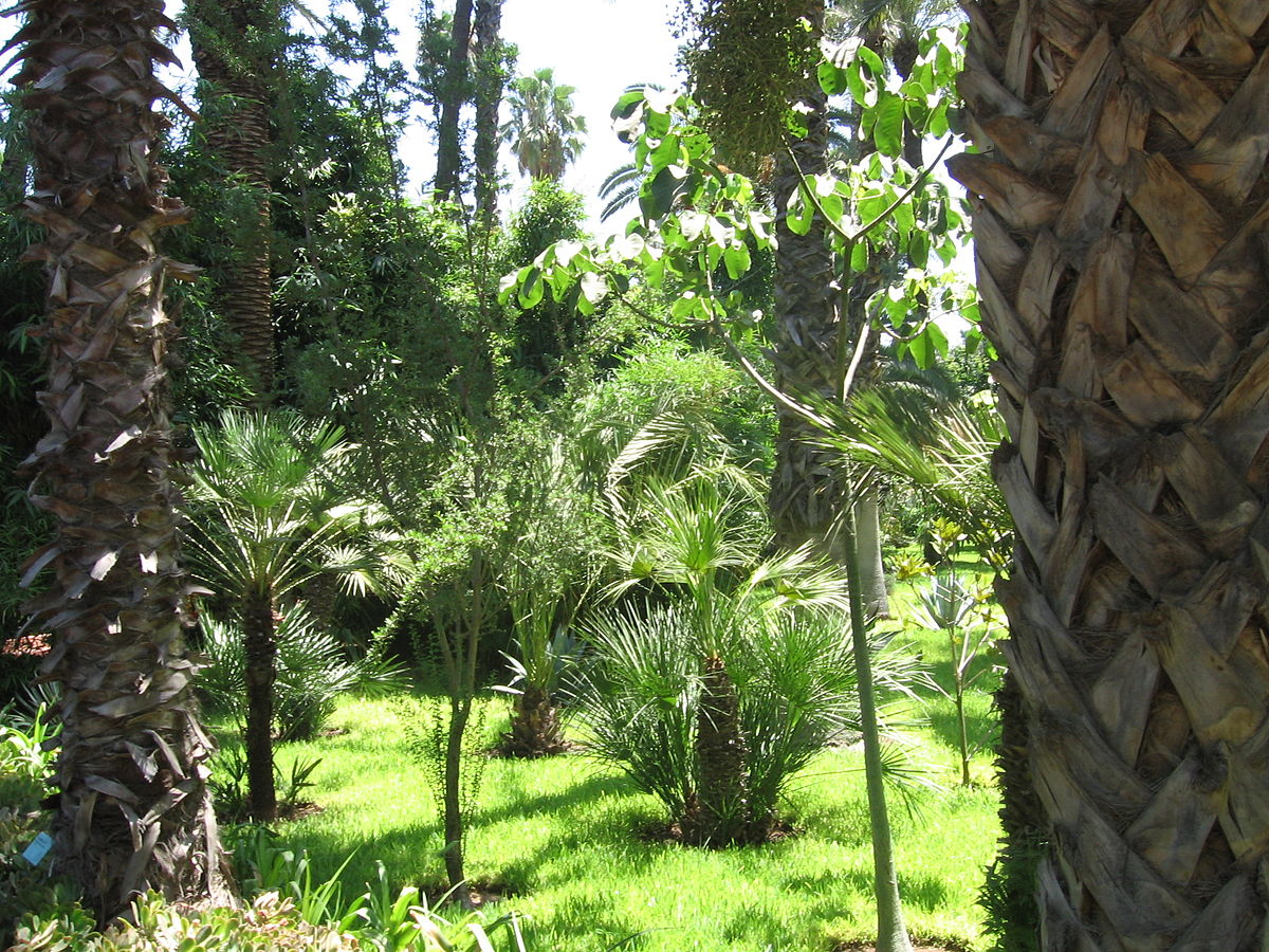 Jardin de majorelle 025.jpg