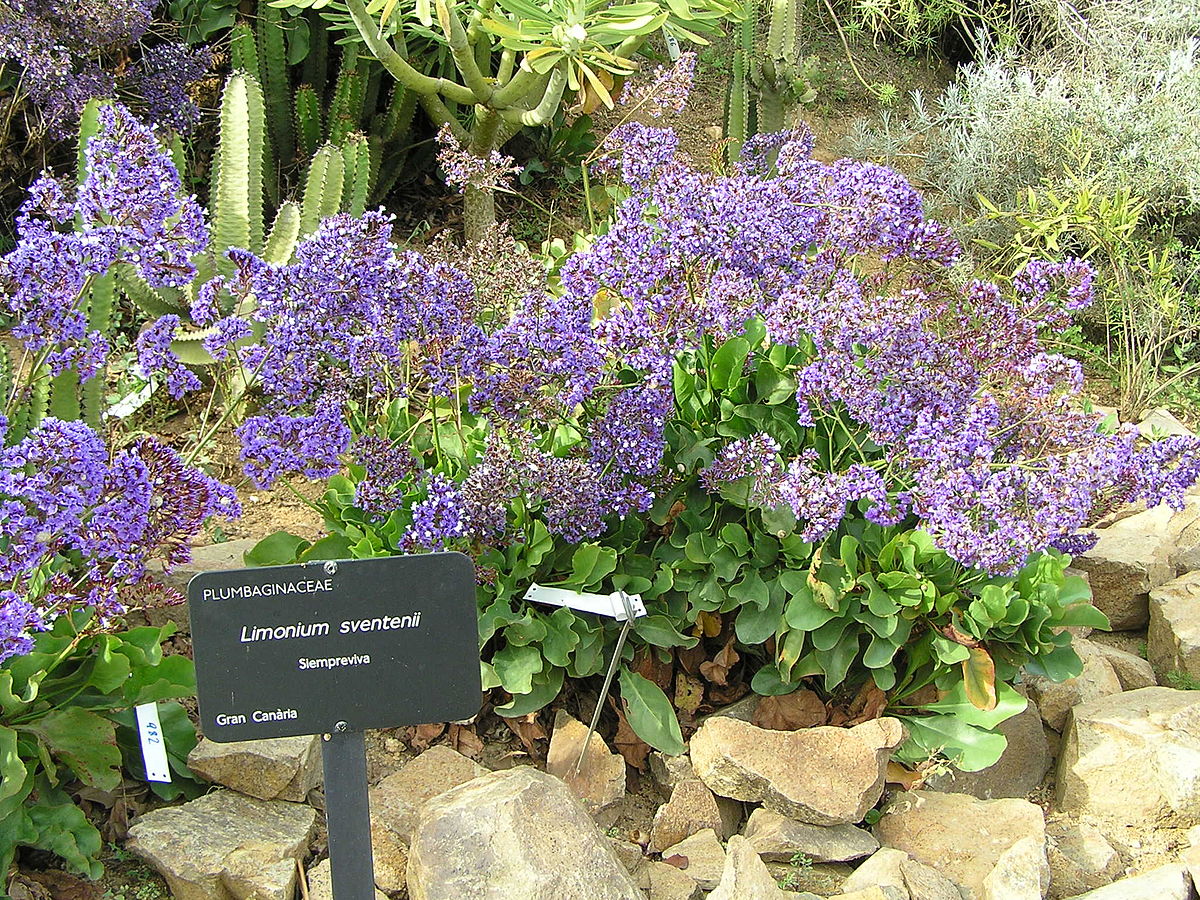 Jardinbotanique22.JPG