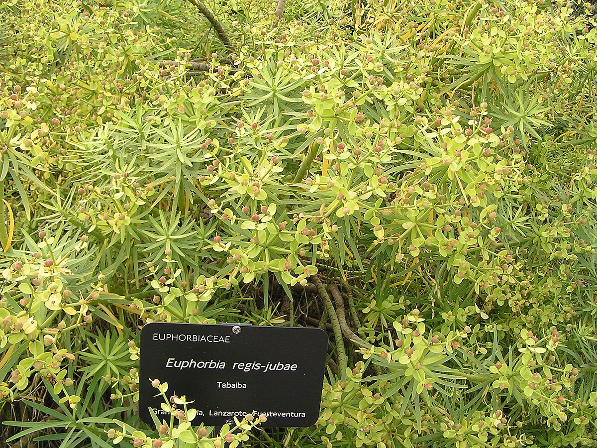 Jardinbotanique23.JPG
