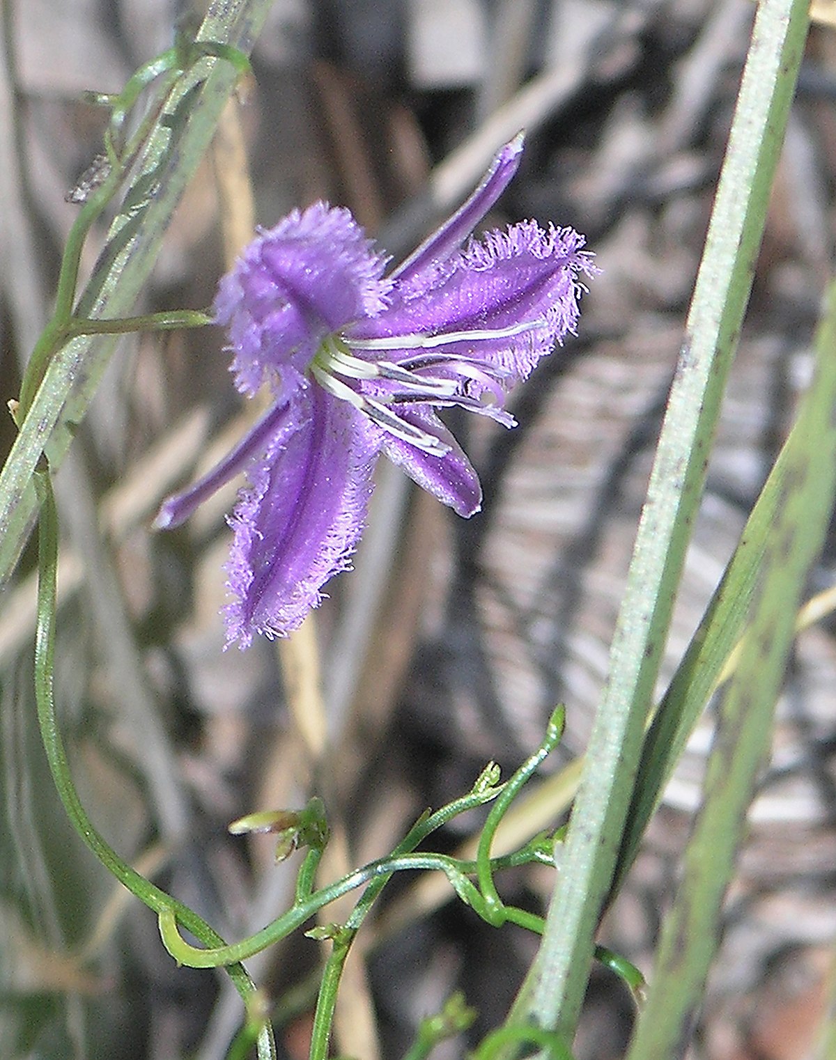 Thysanotus