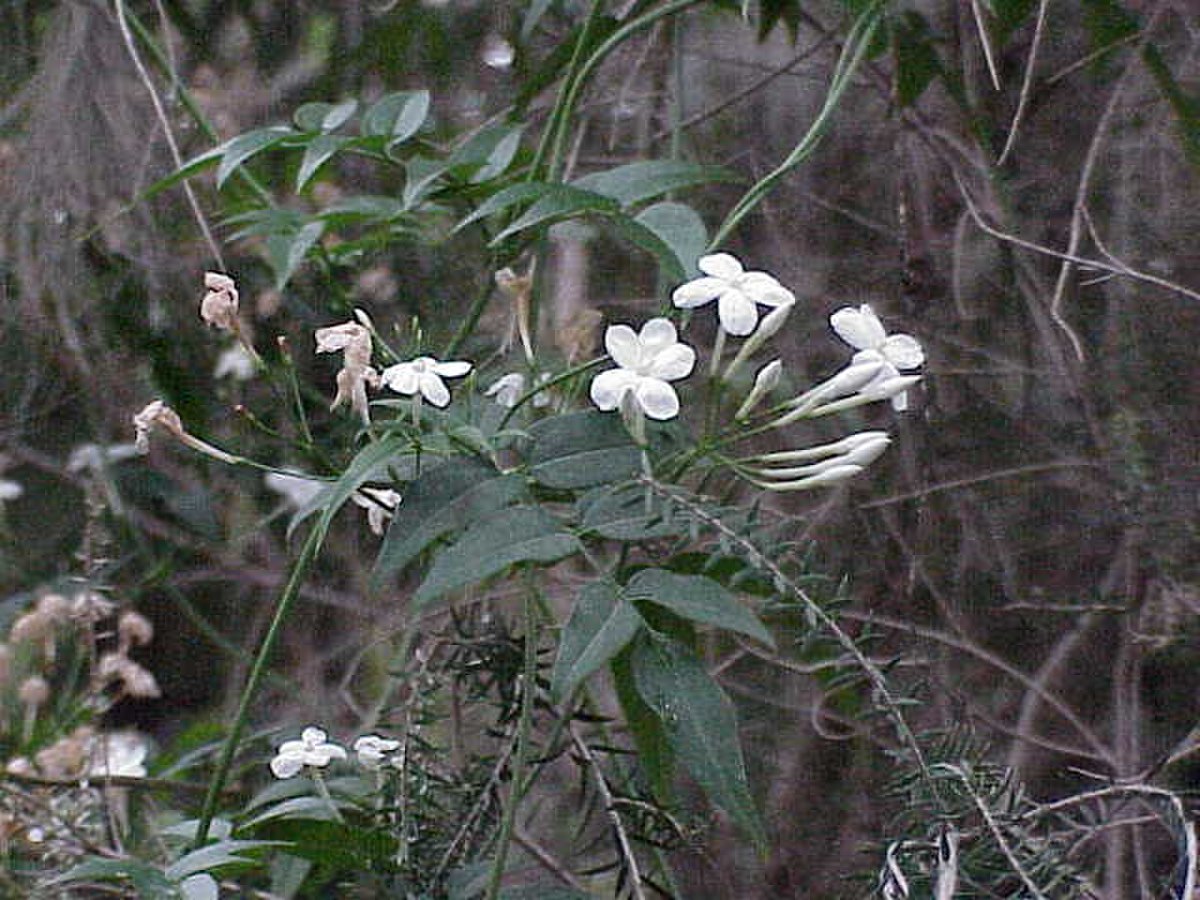 Jasmin