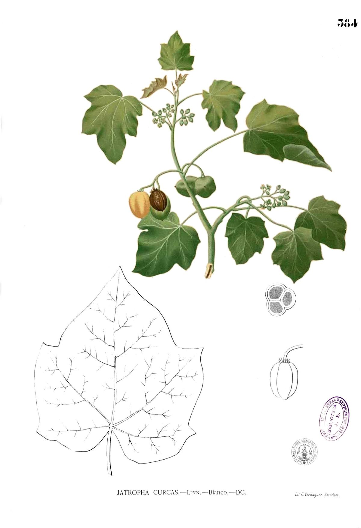 Jatropha curcas