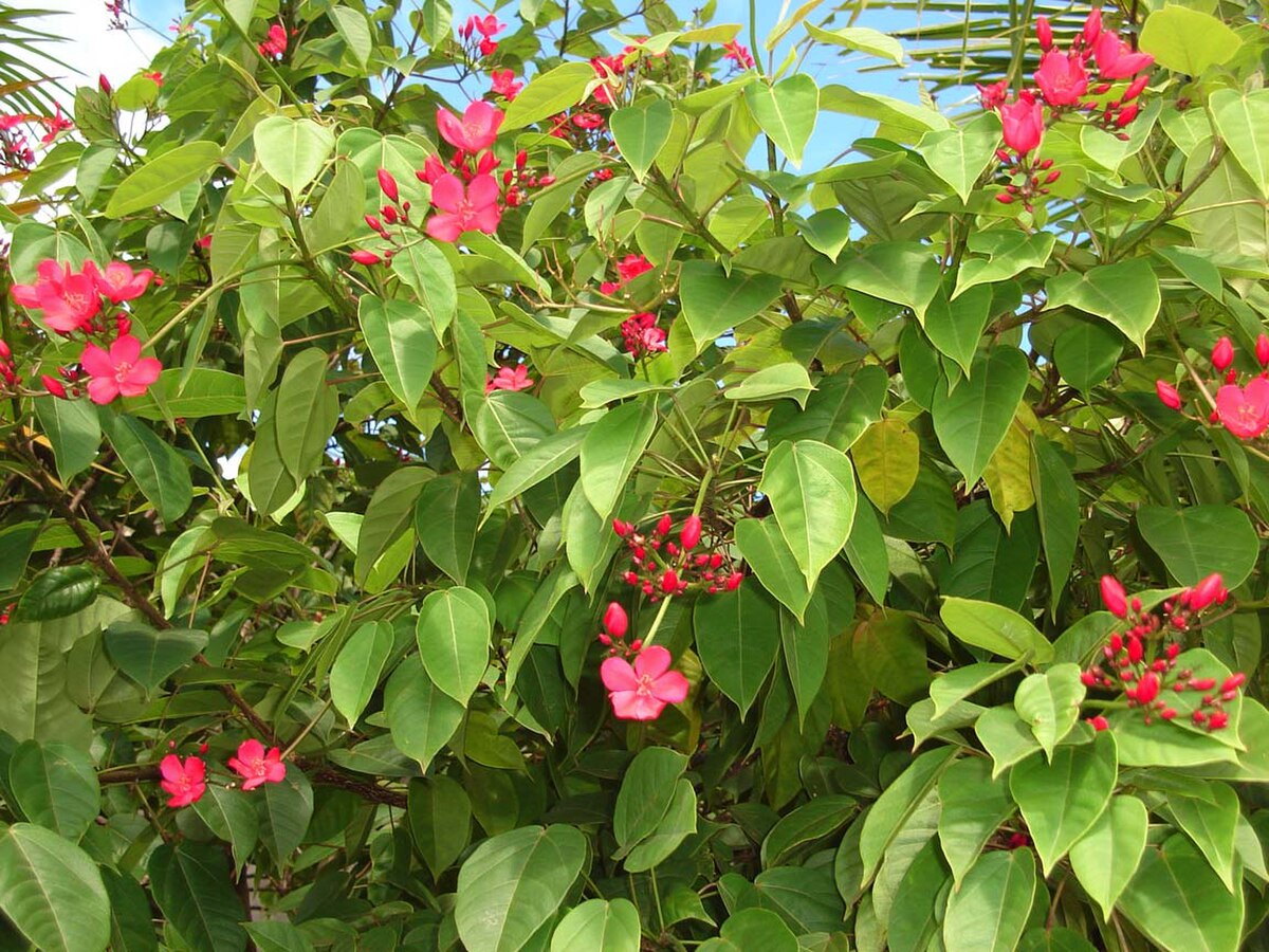 Jatropha integerrima