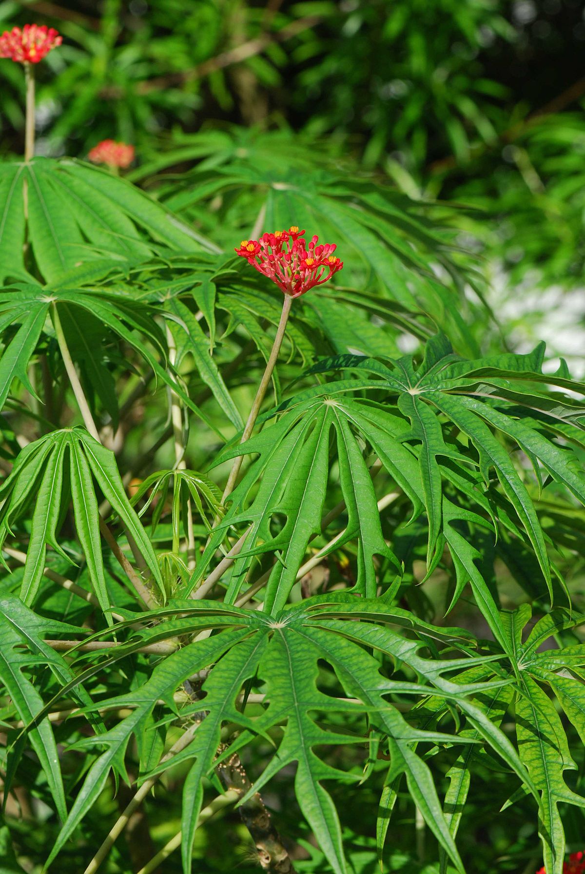 Arbre corail