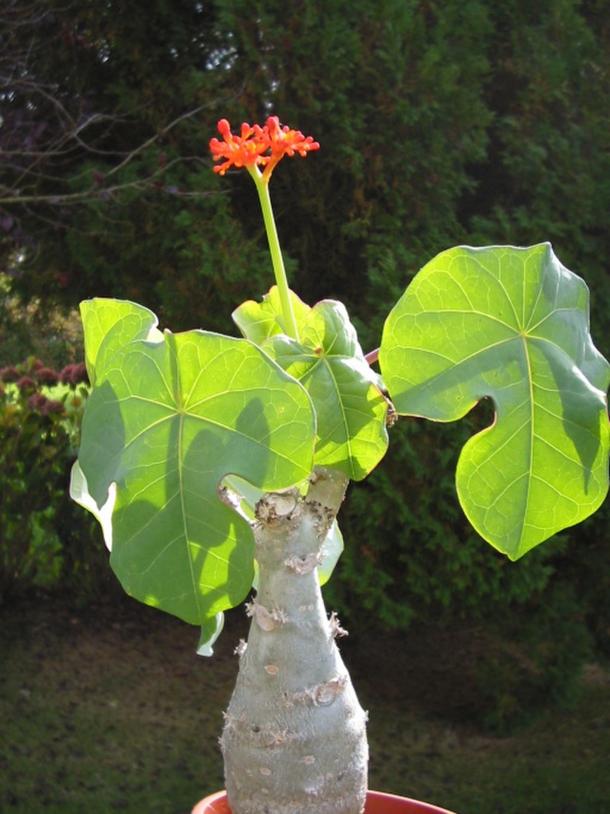 Jatropha