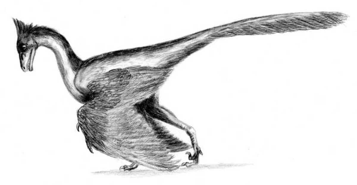 Jeholornis