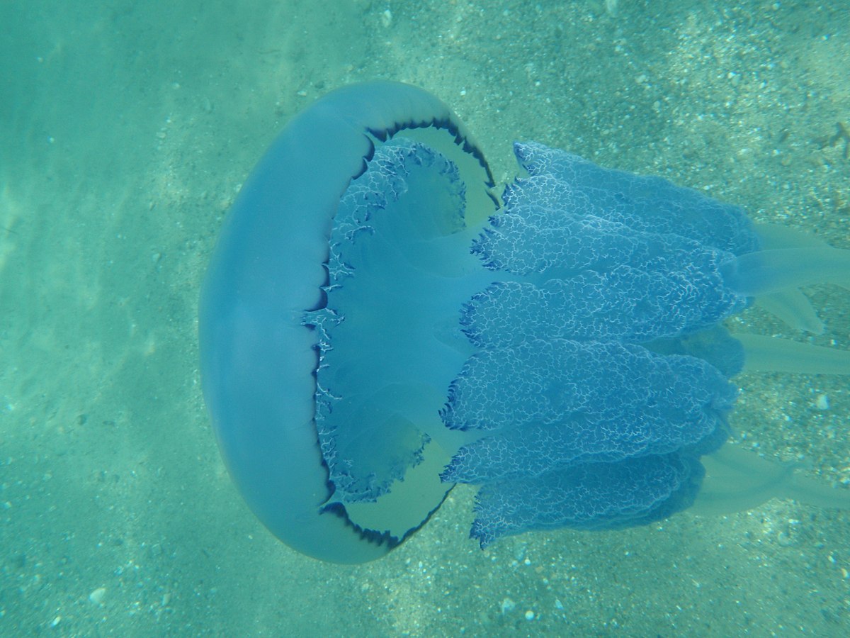 Jellyfish2.jpg